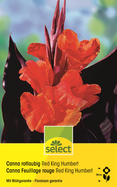 Canna indica 'Red King Humbert' - Indisches Blumenrohr
