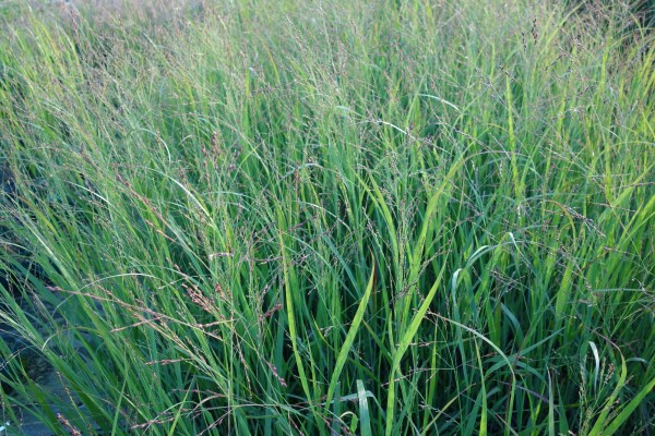 Rutenhirse 'JS Blue Darkness' - Panicum virgatum