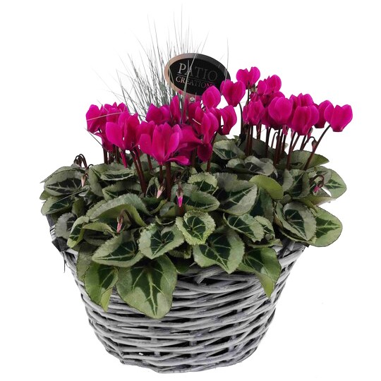 Arrangement Cyclamen mit Festuca