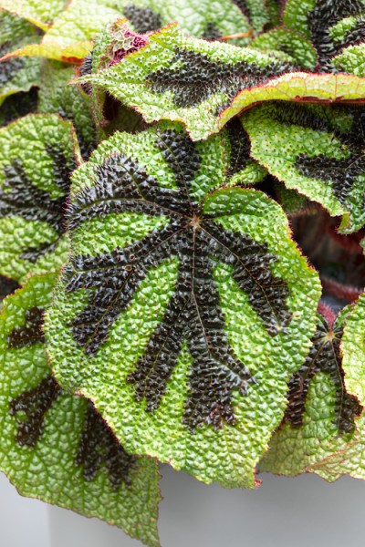 Blattbegonie Magic Colours 'Zumba' - Begonia Rex-Hybriden