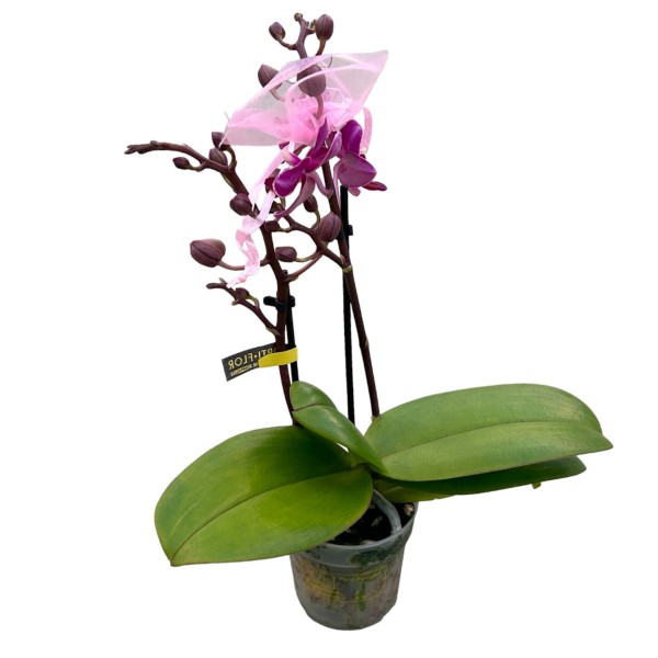 Duftende Mini-Schmetterlingsorchidee pink