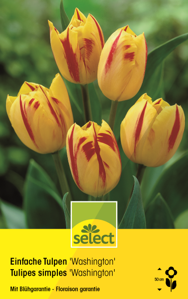 Einfache Tulpen 'Washington'