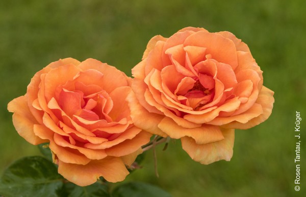 Edelrose 'Ashram'® - Rosa x hybrida