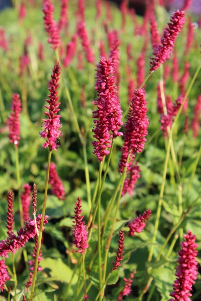 Kerzenknöterich 'Speciosa' - Persicaria amplexicaulis