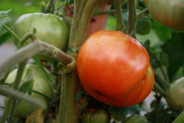 BIO Tomate 'Rouge de Marmande' Pro Specie Rara