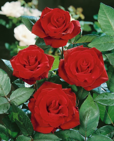 Edelrose 'Barkarole'® (Grand Chateau) - Rosa x hybrida