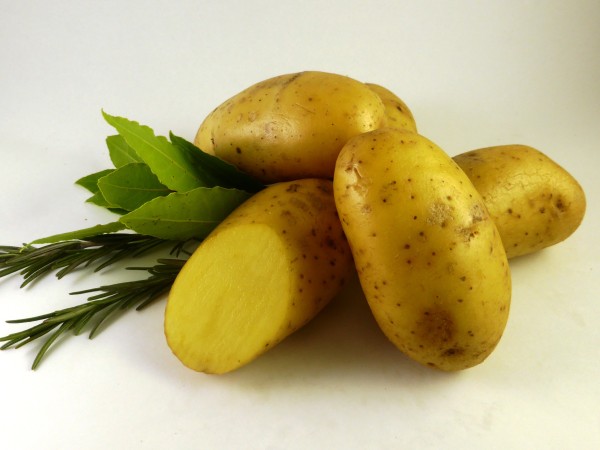 Saatkartoffeln 'Nicola', 2.5 kg