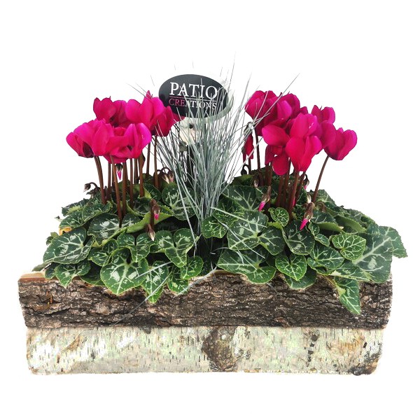 Arrangement Cyclamen mit Festuca