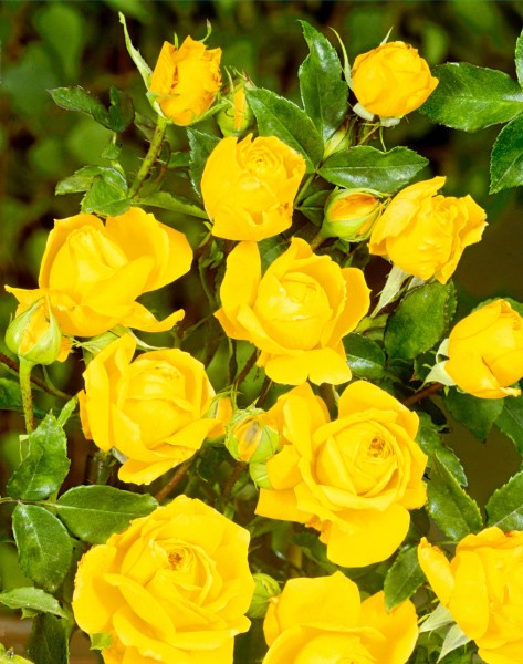 Miniaturrose 'Goldjuwel'® - Rosa x hybrida