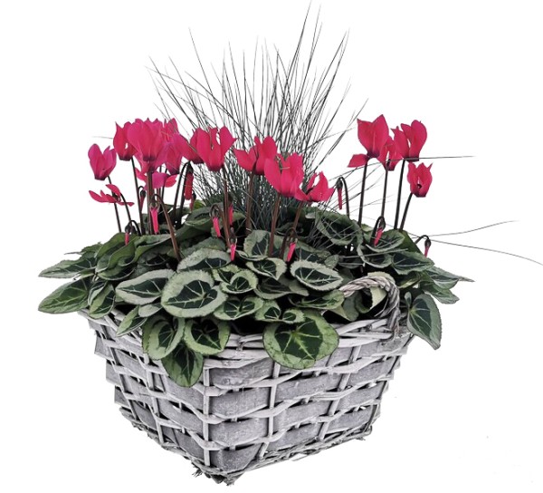 Arrangement Cyclamen mit Festuca