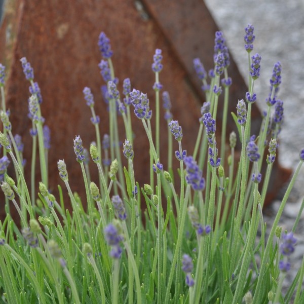 Lavendel 'blau'