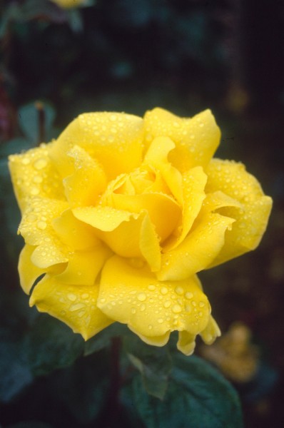 Edelrose 'Gina Lollobrigida'® - Rosa x hybrida
