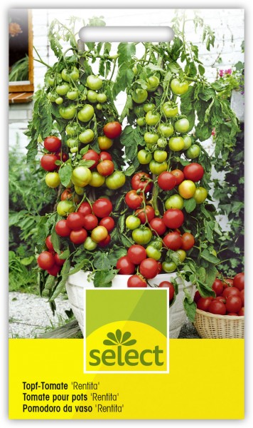 Topf-Tomate 'Rentita' - Lycopersicon esculentum