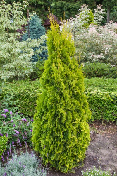 Lebensbaum 'Golden Smaragd'