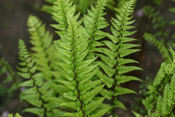 Schmaler-Schildfarn - Polystichum tsus-simense