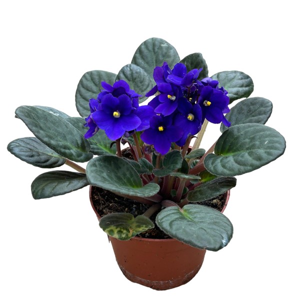 Usambaraveilchen 'Voila la Fleur dunkelblau'