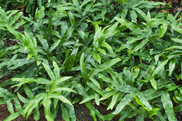 Känguru-Farn - Microsorum diversifolium