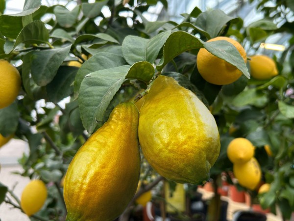 Citrus 'Zitrone Amalfi'