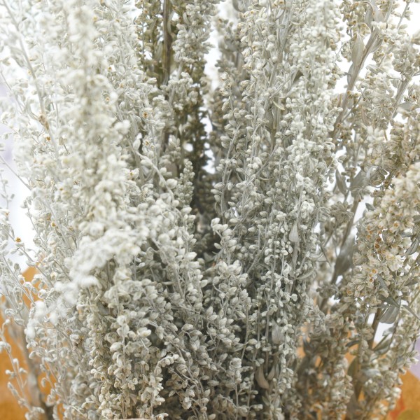 Bio Trockenblumen Mono-Bund Artemisia