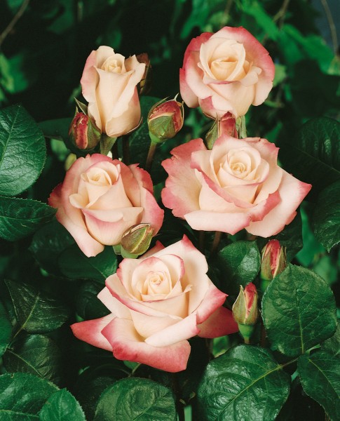 Edelrose 'Comtessa'® - Rosa x hybrida