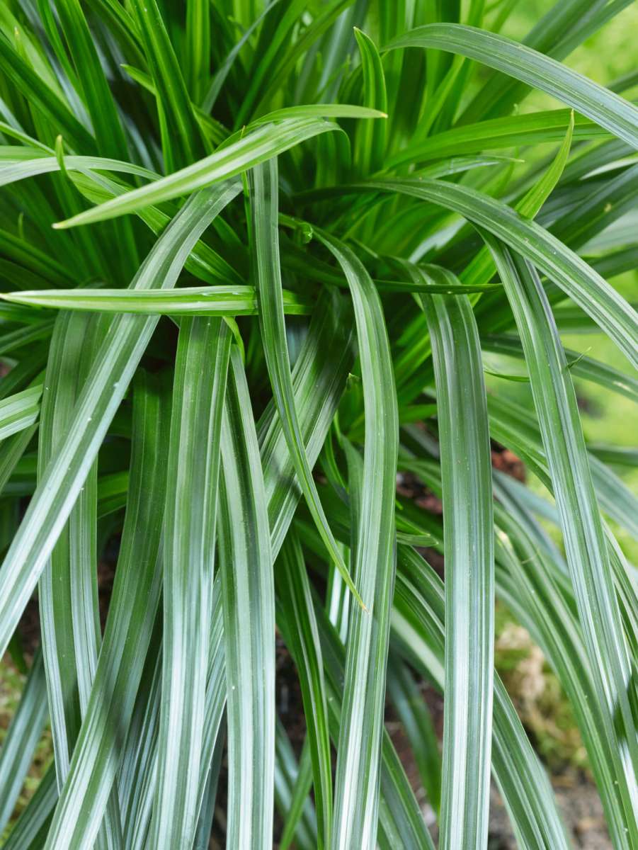 GartenSegge �Irish Green� Carex foliosissima Wyss Shop