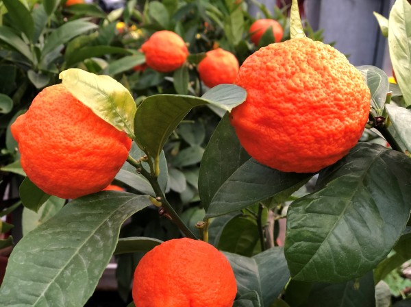 Citrus 'Mandarinen-Limette'