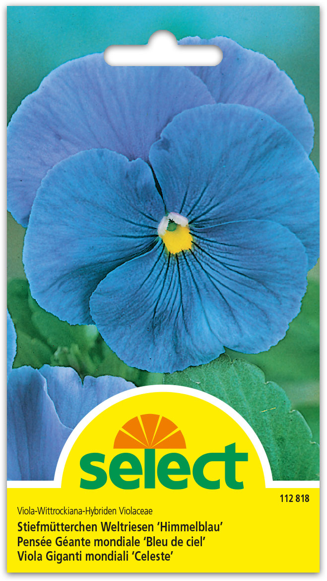 Riesen Vorbote Himmelblau Viola wittrockiana Benary 