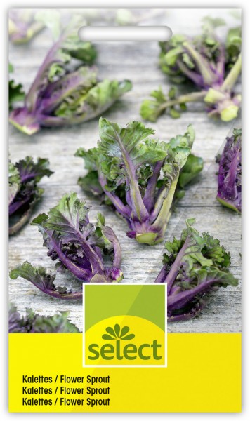 Kalettes / Flower Sprout - Brassica oleracea L.
