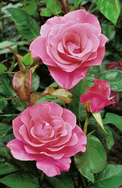 Strauchrose 'Romanze'® - Rosa x hybrida
