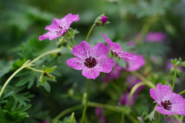 Storchschnabel 'Jolly Jewel Purple' - Geranium cinereum