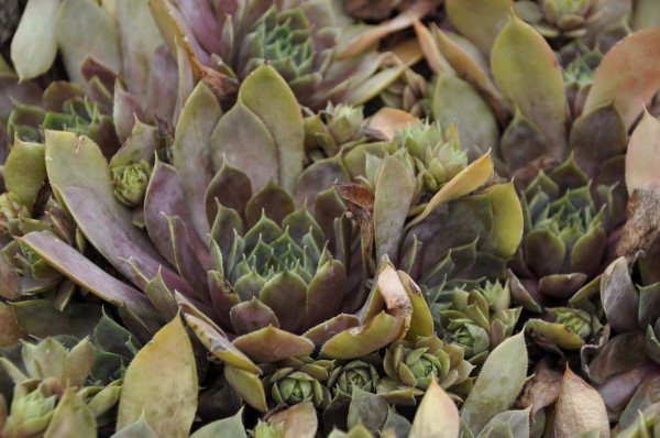 Hauswurz 'Chick Charms Plum Parfait' - Sempervivum x cultorum