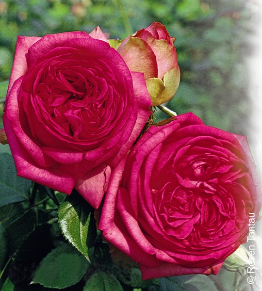 Edelrose 'Walzertraum'® - Rosa x hybrida