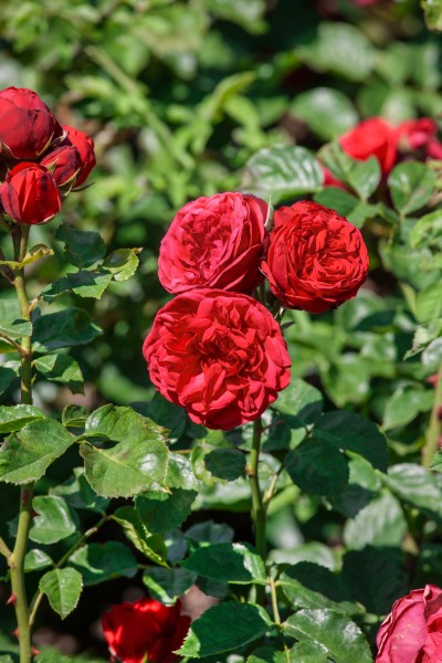 Edelrose 'Piano'® - Rosa x hybrida