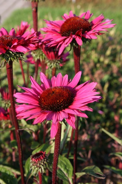 Purpur-Sonnenhut 'Fatal Attraction' - Echinacea purpurea