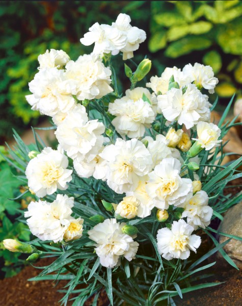 Feder-Nelke 'Haytor White' - Dianthus plumarius
