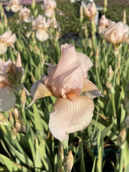 Hohe Schwertlilie 'Edward of Windsor' - Iris x barbata-elatior