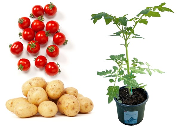 Potatotom Tomate und Kartoffel veredelt