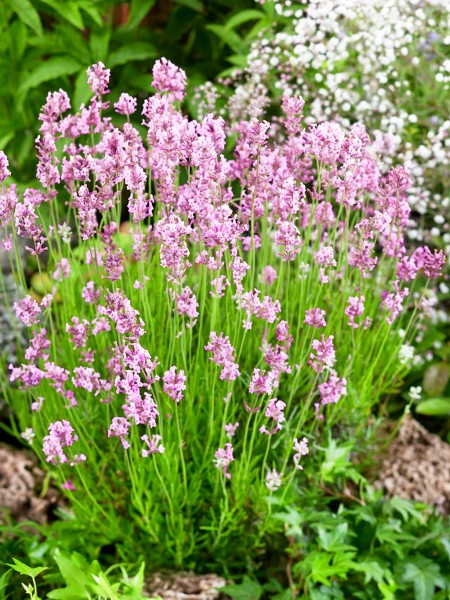 Lavendel 'Rosea' - Lavandula angustifolia