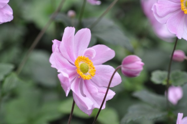 Herbst-Anemone 'rosa' - Anemone japonica