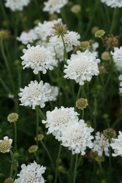 Skabiose 'Flutter Pure White' - Scabiosa columbaria