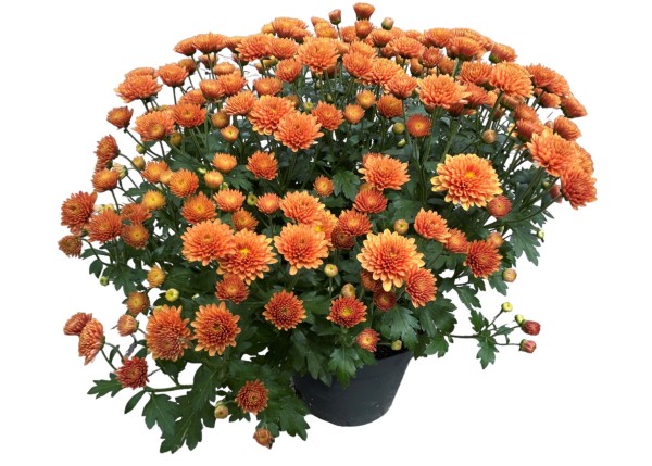 Herbst-Chrysantheme 'Garden Mums' orange