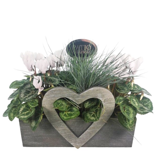 Arrangement Cyclamen mit Festuca