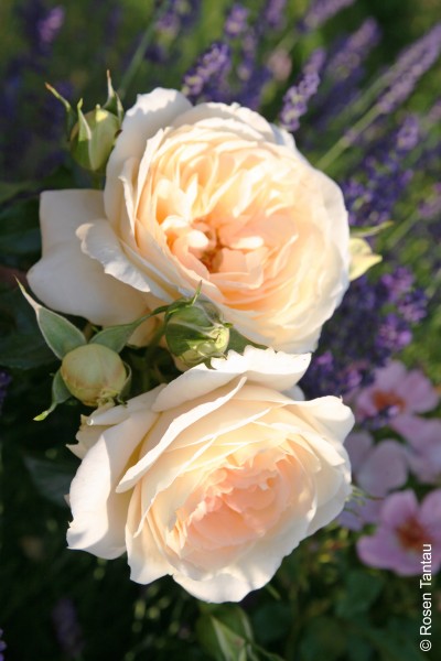 Beetrose 'Marie Antoinette'® - Rosa x hybrida