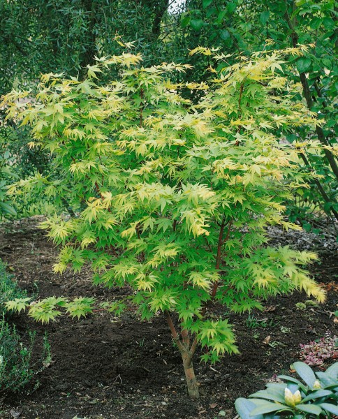 Fächerahorn 'Sangokaku' - Acer palmatum 'Sangokaku'