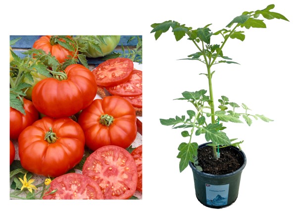 Tomate 'Marmande' rot veredelt
