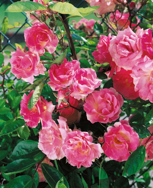 Ramblerrose 'Rosea' (Rosa banksiae)