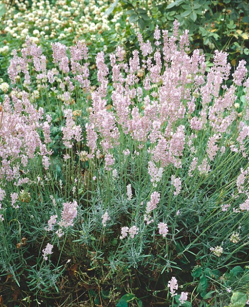 Lavendel 'Hidcote Rosa'
