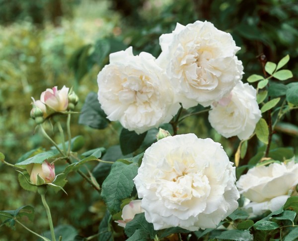 Englische Rose 'Winchester Cathedral'®