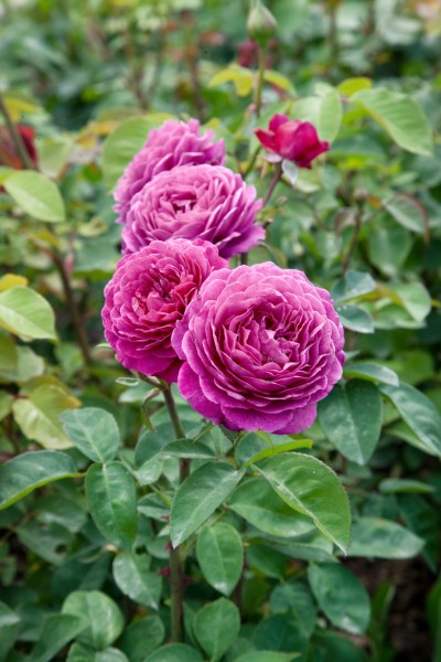 Beetrose 'Heidi KlumRose'® - Rosa x hybrida
