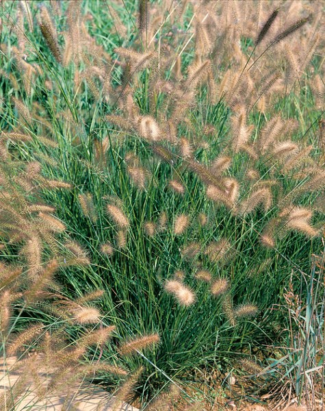 Lampenputzergras 'Herbstzauber'